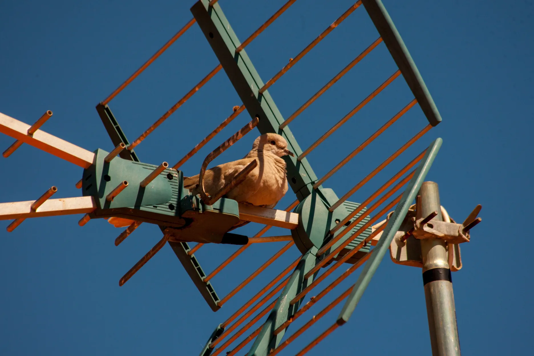 cute-brown-dove-sitting-antenna
